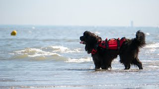 Unleash Your Newfoundland Dog's Freestyle Obedience Talent!