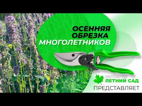 Какие многолетники нужно обрезать осенью?
