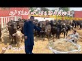 1 Day Old Buffalo Calf Ko 15 Month Mein Full Buffalo Bnany Ka Feeding Plan 1 Day Old Buffalo Calf Ko 15 Month Mein Full Buffalo Bnany Ka Feeding Plan
