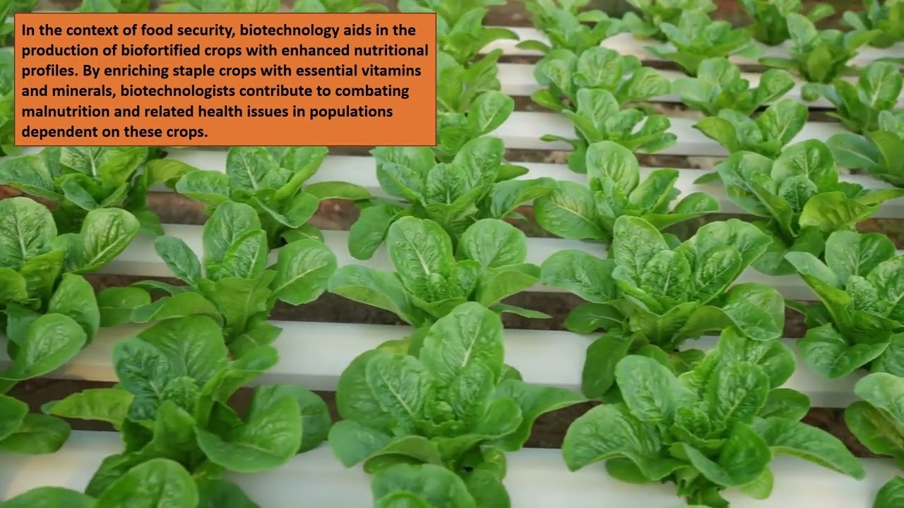 Biotechnology’s Role in Food Security and Crop Improvement