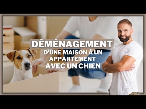 Vidéo: Comment habituer votre chien à vivre dans un appartement