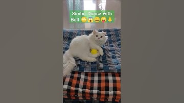 Simba is Enjoying with his ball #music #beach #love #travel #animation #cat #beachmode