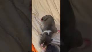 Cutest Puppies In The World Playing Blue Staffy Puppy Funny Animal Video