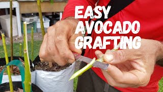 Tropical Fruit Tree Grafting: Super Easy Way To Do It