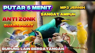 SUARA PIKAT BURCIL PALING AMPUH ANTI ZONK SANGAT MEMPESONA MP3 PUTAR SEKALI LANGSUNG NYAUT
