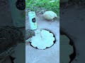 Beautiful Creative Bird Traps #youtubeshorts