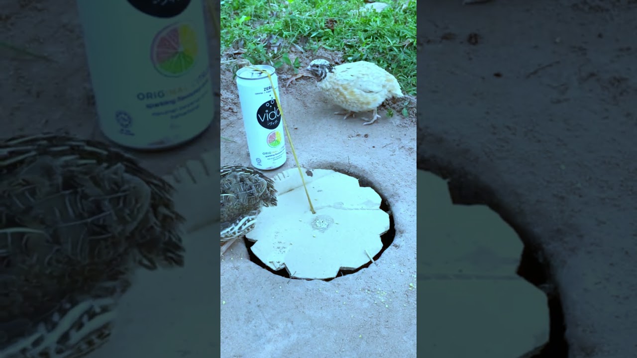 Beautiful Creative Bird Traps #youtubeshorts