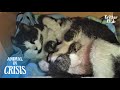 All The Cat Wished Was To Have Safe Place To Give Birth Safely | Animal in Crisis EP247