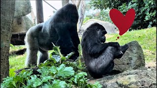 Silverback Controls The Chaos In Seconds