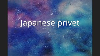 Japanese privet