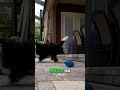 Nerf Dog Football: Is This Loud Squeaker Worth It? #shorts