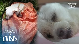 Dog Buried Alive In A Sack Lost Faith In Humans (Part 1) | Animal in Crisis EP241