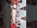 Giant fish caught from river  fishing monsterfish riverfishing