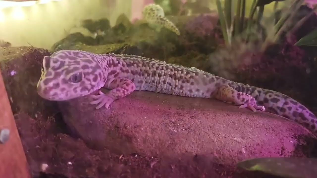 Zwierzaki w nowym terrarium! Zabacz jak wygląda mój projekt bioaktywnego terra