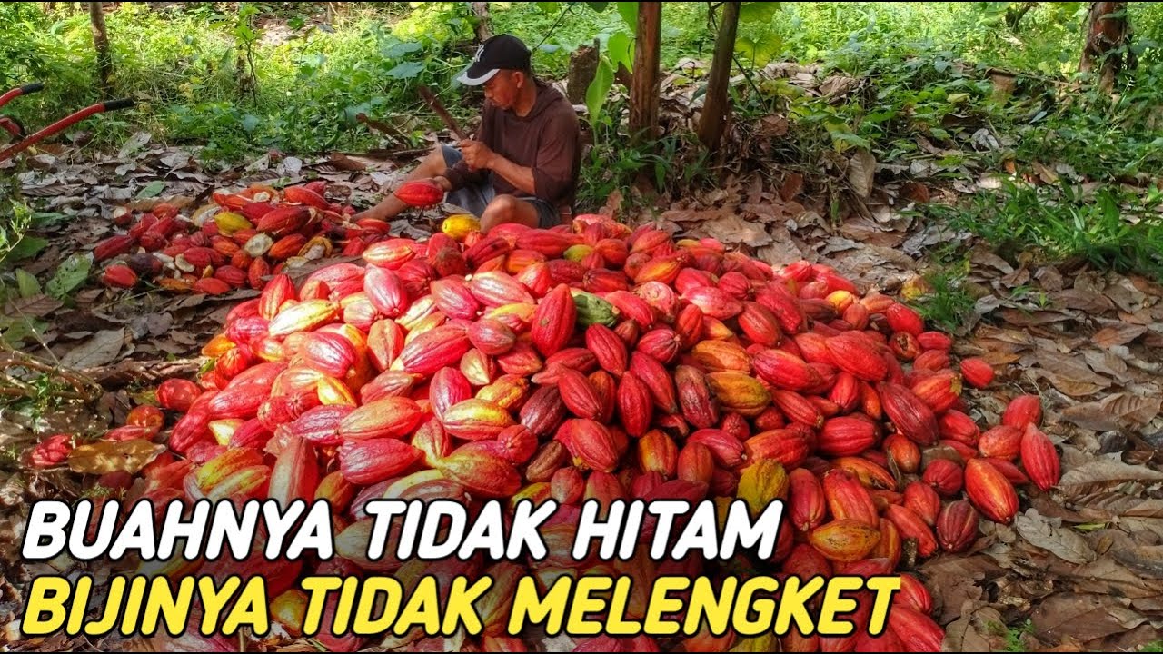 DIGUYUR HUJAN TIAP HARI, BUAH KAKAO DI KEBUN INI TETAP BAGUS, BIJINYA SUPER MULUS❗
