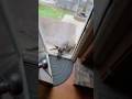 Funny Great Dane Funnydogs Petvideos DogTok DogFails2025 DogsOfspring DogVsOwner Petfyp Usa Funny Great Dane Funnydogs Petvideos DogTok DogFails2025 DogsOfspring DogVsOwner Petfyp Usa