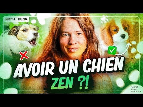 Vidéo: 4 comportements de «mauvais chien» que vous pourriez encourager accidentellement