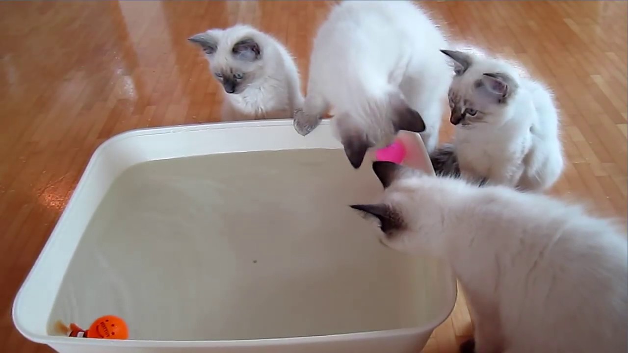 🐱 Robo Fish Tank for Cats YouTube