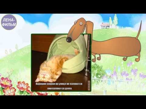 Видео подарок 'Рыжие! (такса)' (Видео шаблон)