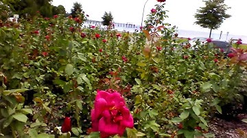 New Nexus 7 (2013) Front Facing Camera Video Test 1080p