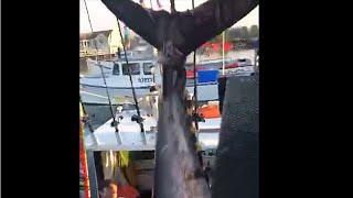 650 Pound Tuna Reeled In By Fisherman In New Hampshire