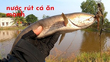 Câu Lure Cá Lóc ● Câu Cá Lóc Mùa Nước Rút Đám Ruộng Cạn Và Cái Kết | Tâm Râu Vlog #183
