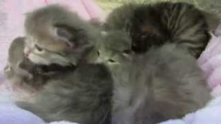 Cleo's litter 14/02/15
