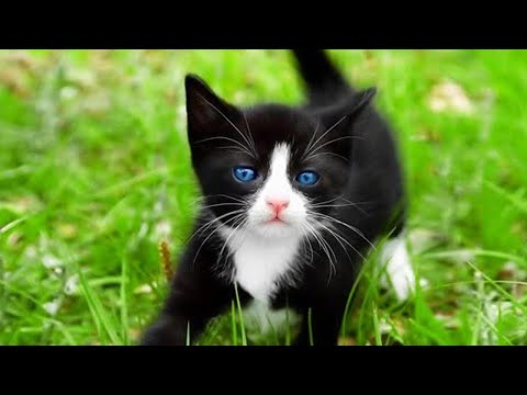 Gatinhos Miando - Som de Gato