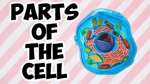 Cell-Structure and Functions। Part-6। NCERT Class 8 Science Chapter 8