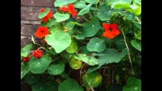 Mengapa menangis-Mus Mulyadi