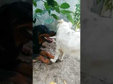 วีดีโอ: สุนัขสายพันธุ์ 10 ตัว