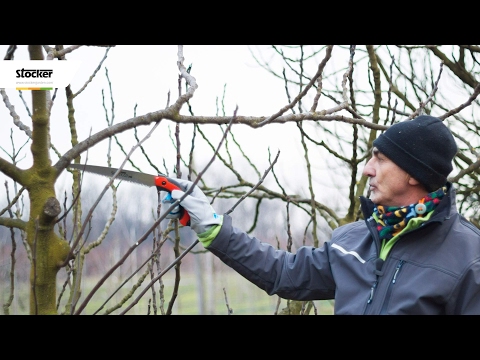 Video: Potatura Dell'uva In Autunno (35 Foto): Come Potare Secondo La Descrizione Dettagliata Per I Principianti? Potatura Il Primo Anno A Settembre E Un Altro Mese