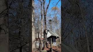 Red Oak comes down