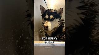 TOP HUSKY STUFF😂 #husky #huskydog #funny #siberianhusky #pets #shorts