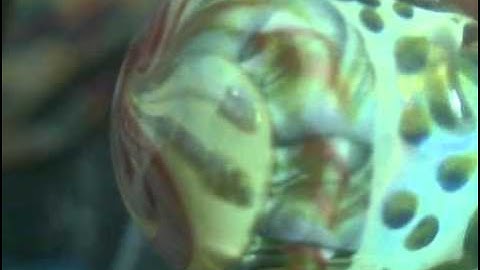 glass insideout spoon