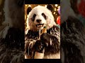 Panda Pops Champagne Bottle Spray Everywhere  | Nebula Shots
