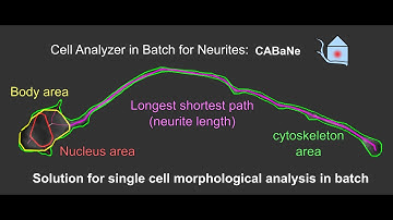 User guide for CABaNe, an automated, high throughput ImageJ macro for cell and neurite analysis