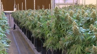Northwest Ohio Medical Marijuana Facility Prepares For First Harvest