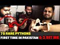 75 Rare Pythons First Time In Pakistan & 1 BIT ME!! | Azlan Shah