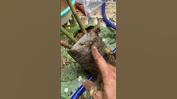 Trồng tre ngà, lục trúc – trúc quân tử trên sân thượng: dễ hay khó? Cách trồng cực đơn giản! #shorts