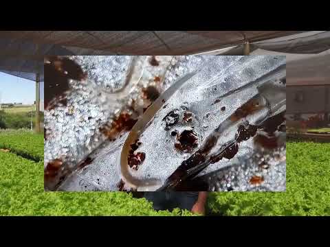 Vídeo: Vermes de raiz: dicas para o tratamento de larvas de raiz