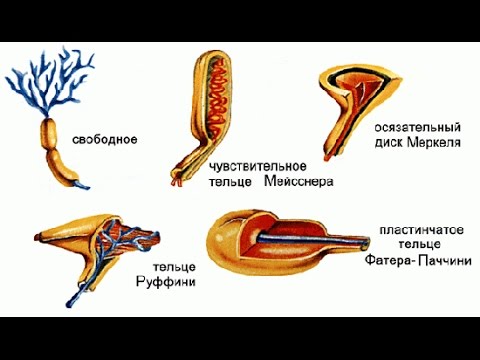 Органы равновесия, кожно-мышечной чувствительности,обоняния и вкуса.Урок биологии