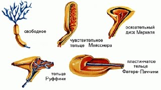 Органы равновесия, кожно-мышечной чувствительности,обоняния и вкуса.Урок биологии Органы равновесия, кожно-мышечной чувствительности,обоняния и вкуса.Урок биологии