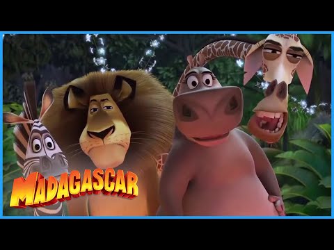 DreamWorks Madagascar | This is Your King | Madagascar Movie Clip