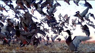 MALLARDS, THICK, TURKEYS, DEER, WATERFOWL FEEDING CORNFIELD WITH DEER AND TURKEYS, TRAIL CAMERA