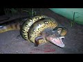 30 Times Animals Messed With Wrong Anacondas