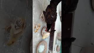 broody hen with chicks shorts  bird aseel