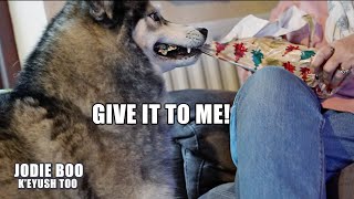 My Husky Tries to STEAL My Mum's Presents!