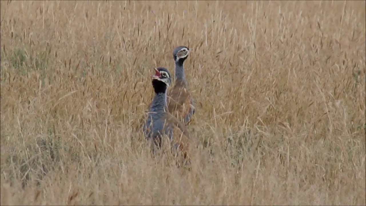 Blue Korhaan male calling