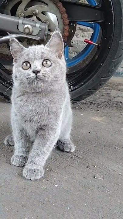 Bella lagi main #catlover #kucinglucu #britishshorthair #kucingabu #kucinggemoy #kucingpintar #cat